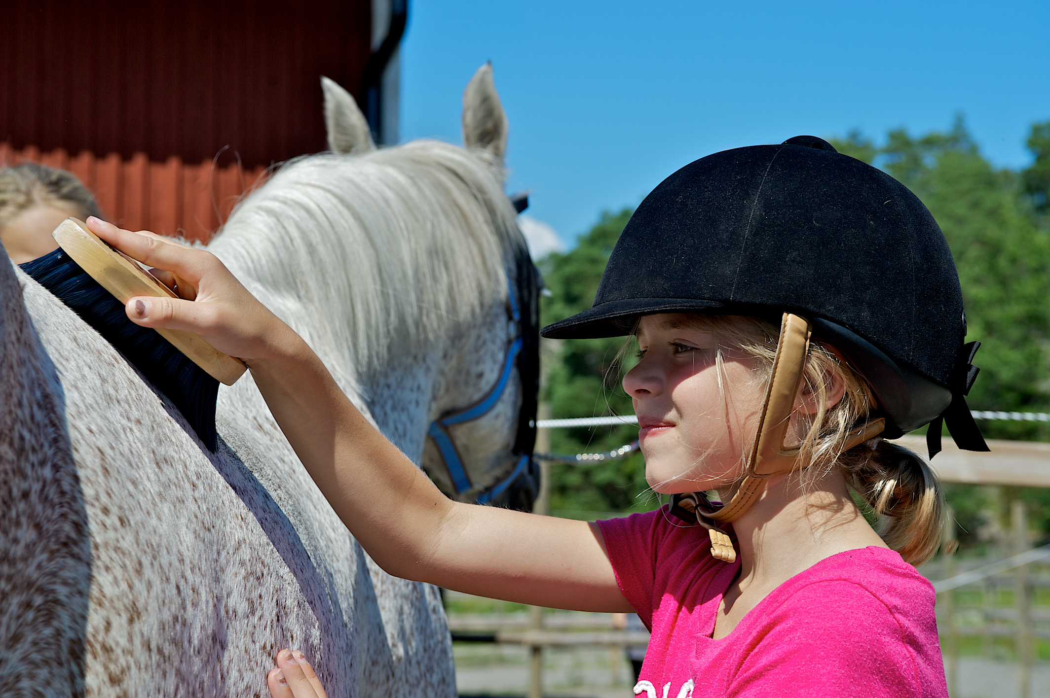 Ridsport – träning och stalliv